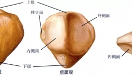 髌骨骨折健康教育（上）