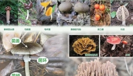 权威！快来认识这些毒蘑菇