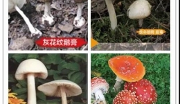 不想误食毒蘑菇，办法只有一个！